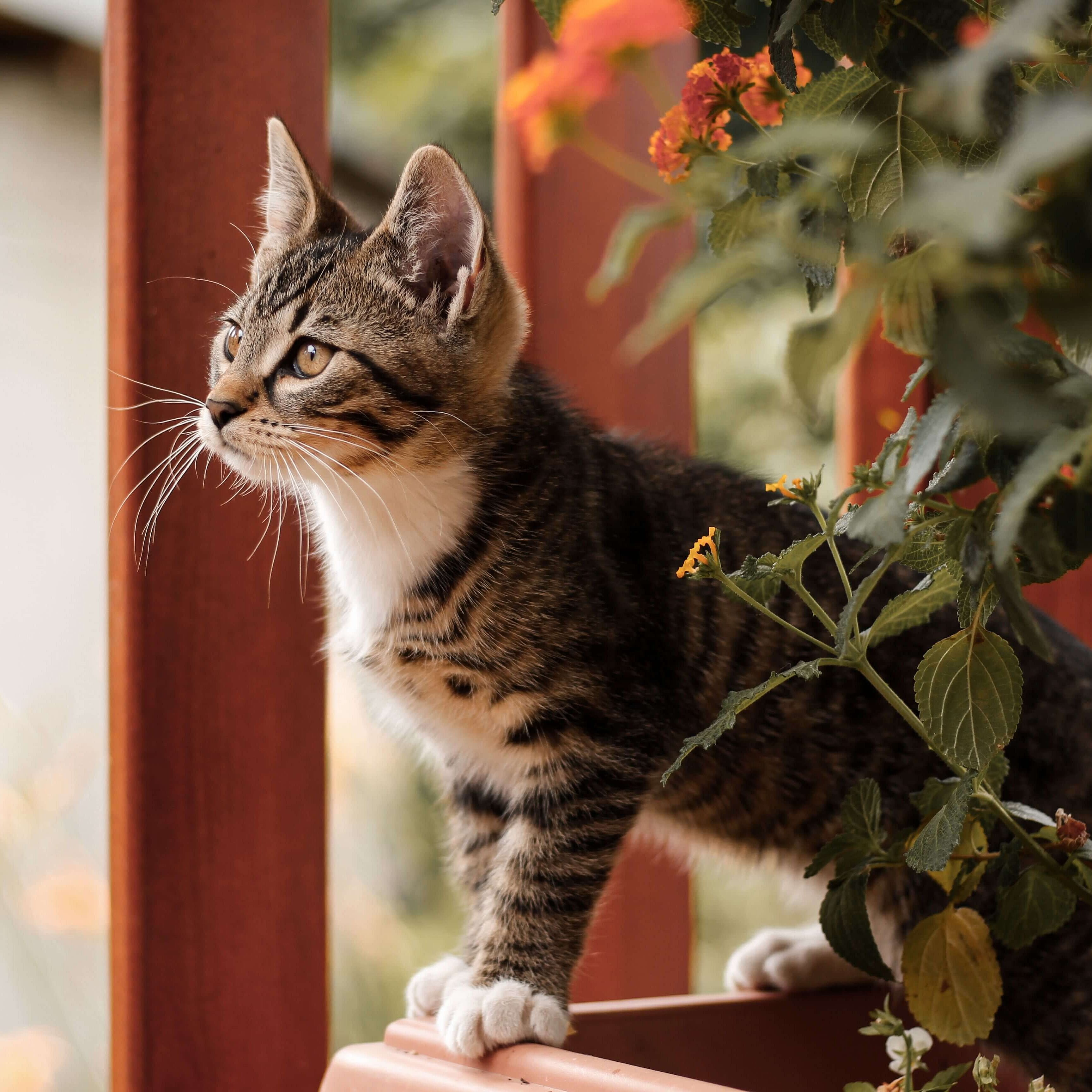 Katze im Blumentopf