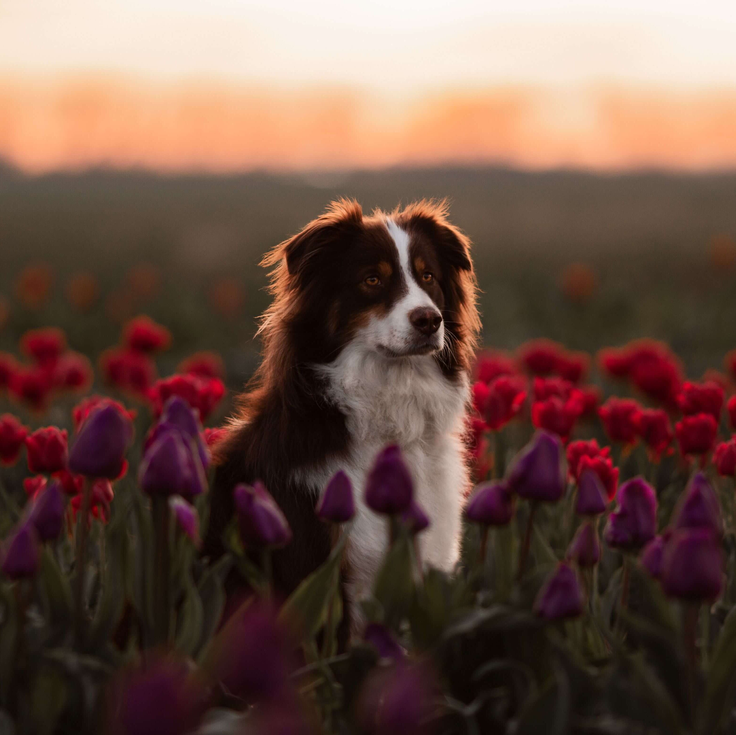 Hund im Tulpenfeld